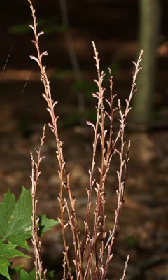 Beechdrops (Epifagus virginiana)