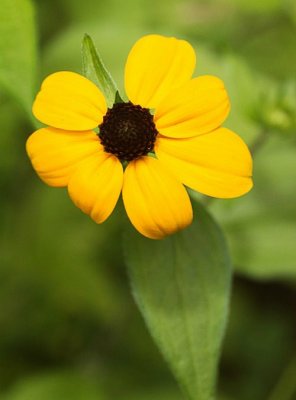 Thin-Leaved Coneflower (Rubbeckia triloba)