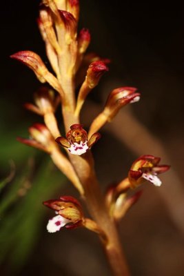 Spotted Coral Root Orchid (Corallorhiza maculata)