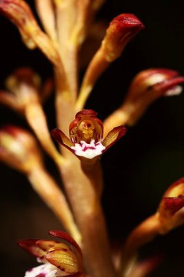 Spotted Coral Root Orchid (Corallorhiza maculata)