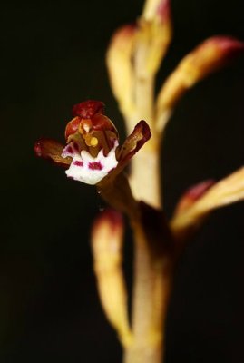 Spotted Coral Root Orchid (Corallorhiza maculata)