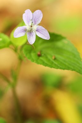 Viola sp.