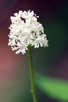 White Baneberry (Actaea pachypoda)