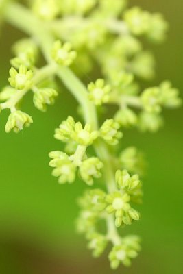 False Solomon's Seal (Smilacena racemosa)