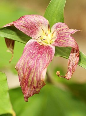 Fading Trillium grandiflorum