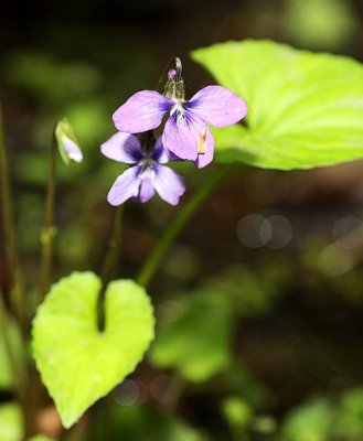 Marsh Blue Violet (Viola cucullata)