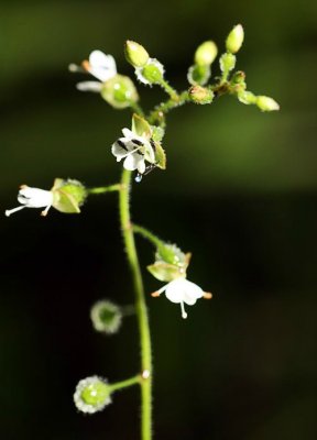 Enchanter's Nightshade (Circaea lutetiana)