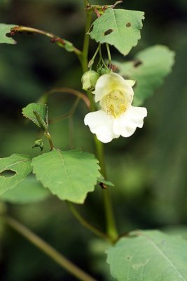 Cream-Colored Pale Jewelweed (Impatiens pallida forma speciosa)