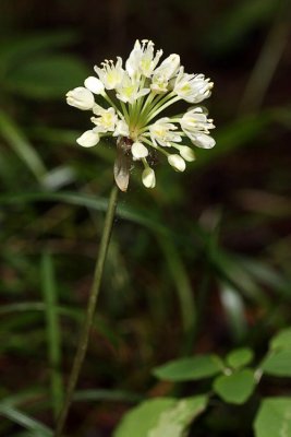 Wild Leek (Allium tricoccum)