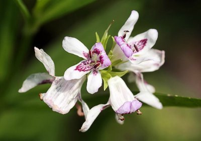 Water Willow (Justicia americana)