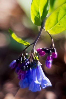 Virginia Bluebells (Mertensia virginica)