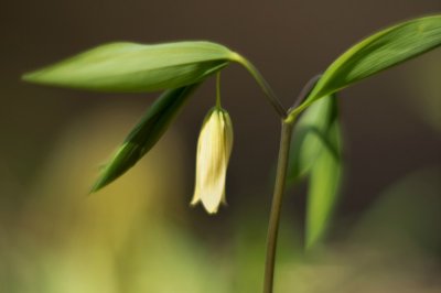 Bellwort (Uvularia sp.)
