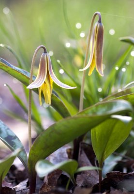Yellow Trout Lily (Erythronium americanum)