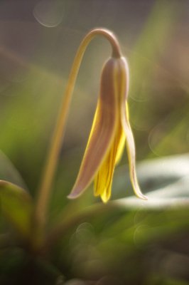 Yellow Trout Lily (Erythronium americanum)