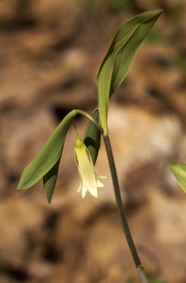 Bellwort (Uvularia sp.)