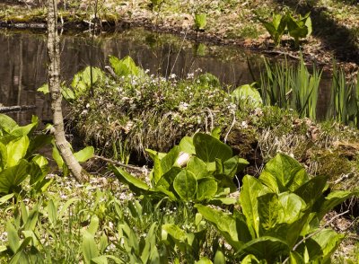 Vernal Pool