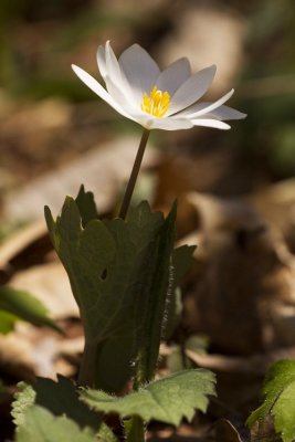 Bloodroot (Sanguinaria canadensis)