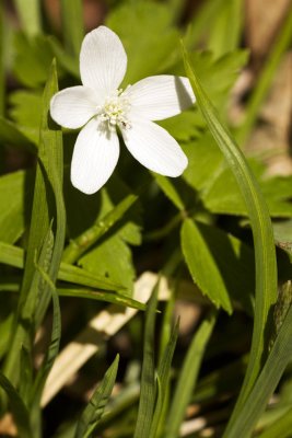 Wood Anemone (Anemone quinquefolia)