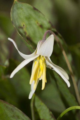 White Trout Lily (Erythronium albidum)