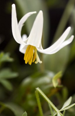 White Trout Lily (Erythronium albidum)