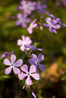 Wild Blue Phlox (Phlox divaricata)