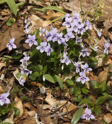 Long-spurred Violet (Viola rostrata)