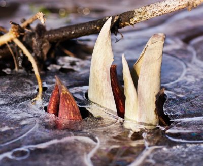 Skunk Cabbage (Symplocarpus foetidus)