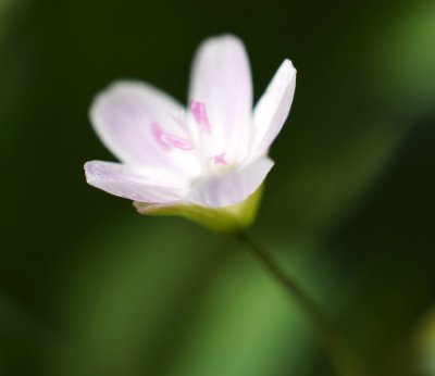 Virginia Spring Beauty (Claytonia virginica)