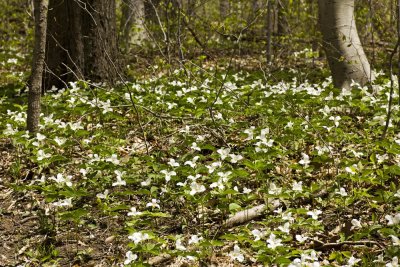 Trillium grandiflorum