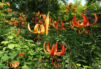 Turks Cap Lily (Lilium superbum)
