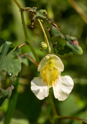 Cream-Colored Pale Jewelweed (Impatiens pallida forma speciosa)