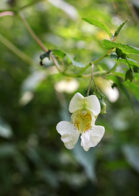 Cream-Colored Pale Jewelweed (Impatiens pallida forma speciosa)