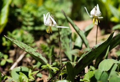 White Trout Lily (Erythronium albidum)