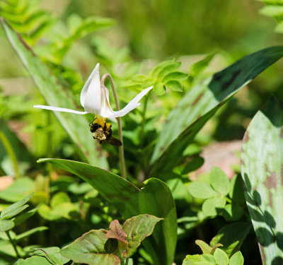 White Trout Lily (Erythronium albidum)