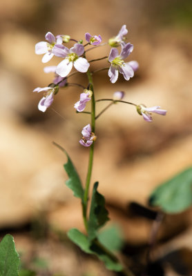 Purple Cress (Cardamine douglassii)