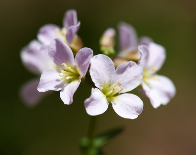 Purple Cress (Cardamine douglassii)