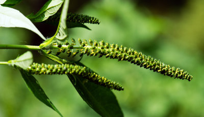 Tall Ragweed (Ambrosia trifida)