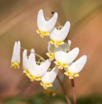 Dutchmans Breeches (Dicentra cucullaria)