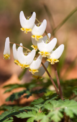 Dutchmans Breeches (Dicentra cucullaria)