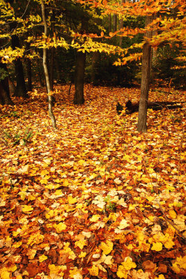 Fall Color
