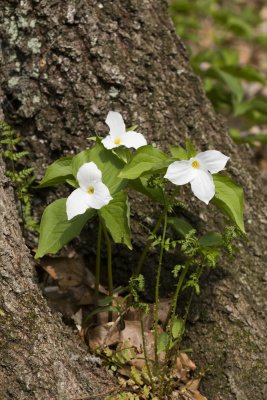 Trillium grandiflorum