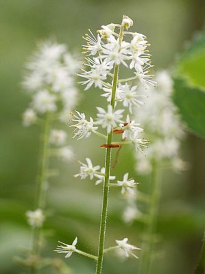 Foamflower (Tiarella cordifolia)