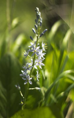 Wild Hyacinth (Camassia scilloides)
