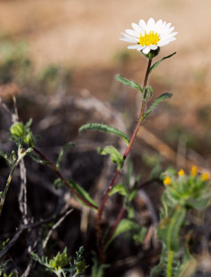 White TidyTips (Layia grandulosa)