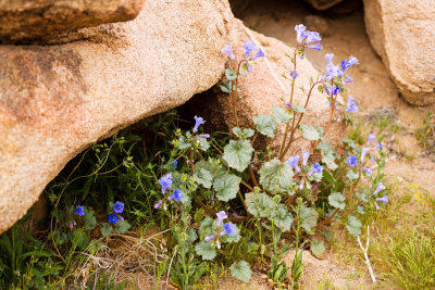 Canterbury Bells (Phacelia campanularia)