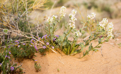 Spectacle Pod (Dithyrea californica)