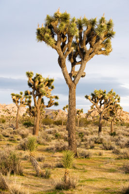 Joshua Tree (Yucca brevifolia)