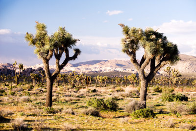 Joshua Tree (Yucca brevifolia)