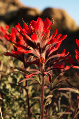 Desert Paintbrush (Castilleja chromosa)