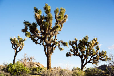 Joshua Tree (Yucca brevifolia)
